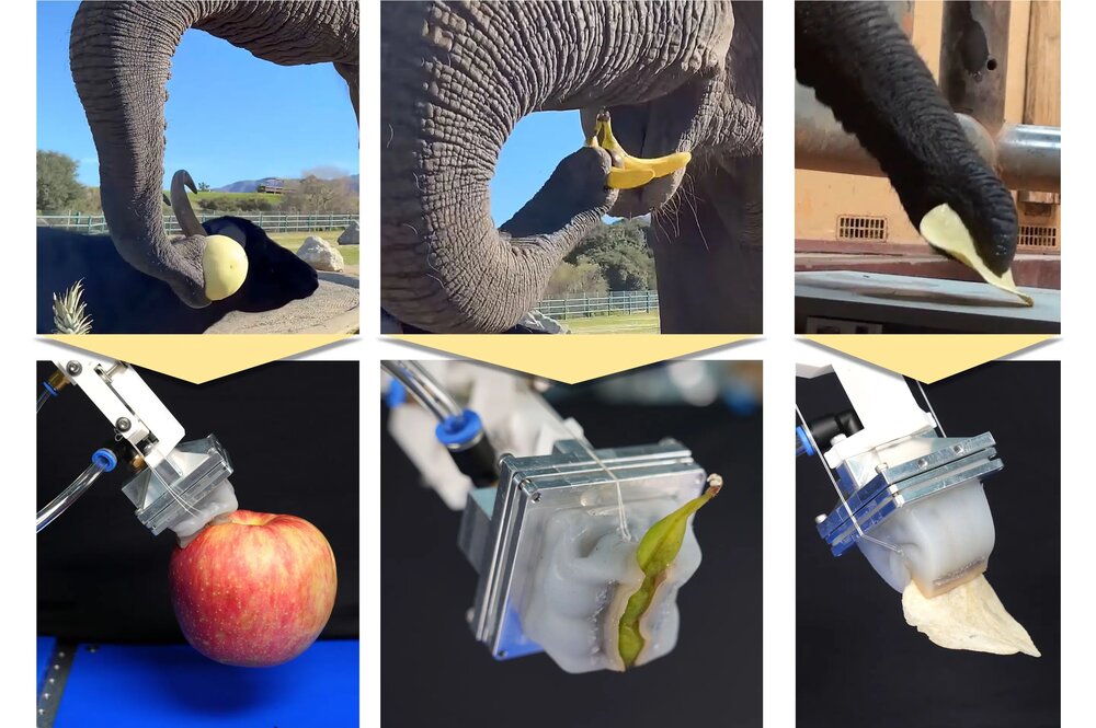 طراحی نخستین دست رباتیکی با الهام از خرطوم فیل-1